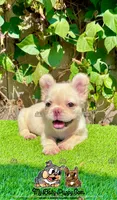 Luna (Fluffy French Bulldog), a female French Bulldog for sale in San Diego, CA – Photo 3 of 4