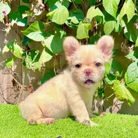 Luna (Fluffy French Bulldog), a female French Bulldog for sale in San Diego, CA – Photo 2 of 4