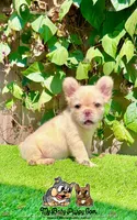 Luna (Fluffy French Bulldog), a female French Bulldog for sale in San Diego, CA – Photo 2 of 4