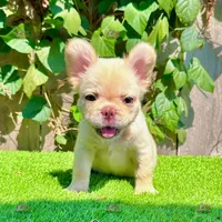 Luna (Fluffy French Bulldog), a female French Bulldog for sale in San Diego, CA – Photo 4 of 4