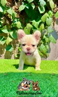 Luna (Fluffy French Bulldog), a female French Bulldog for sale in San Diego, CA – Photo 4 of 4
