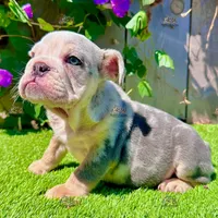 Yeti (Merle English Bulldog), a male English Bulldog for sale in San Diego, CA – Photo 2 of 4
