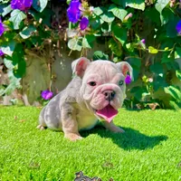 Yeti (Merle English Bulldog), a male English Bulldog for sale in San Diego, CA – Photo 3 of 4