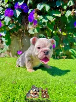 processed/aa7e8f30-e54e-49af-bb7f-98edaedc453f/listing/fc6017ae-1729-4ab7-8152-7beef09eee1e/681ba35a-ed41-4b84-a48e-5e50671baada