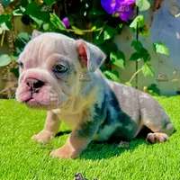 Yeti (Merle English Bulldog), a male English Bulldog for sale in San Diego, CA – Photo 4 of 4