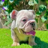 Yeti (Merle English Bulldog), a male English Bulldog for sale in San Diego, CA – Photo 1 of 4
