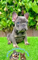 Benji (Lilac French Bulldog), a male French Bulldog for sale in San Diego, CA – Photo 4 of 4