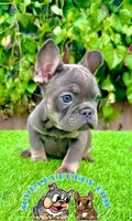 Benji (Lilac French Bulldog), a male French Bulldog for sale in San Diego, CA – Photo 1 of 4