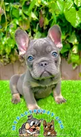 Benji (Lilac French Bulldog), a male French Bulldog for sale in San Diego, CA – Photo 3 of 4