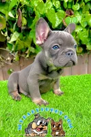 Benji (Lilac French Bulldog), a male French Bulldog for sale in San Diego, CA – Photo 2 of 4