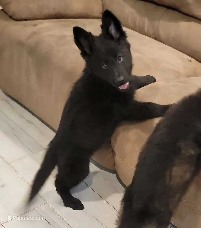 DDR/CZECH Female  – German Shepherd Dog puppy for sale in Westminster, MD