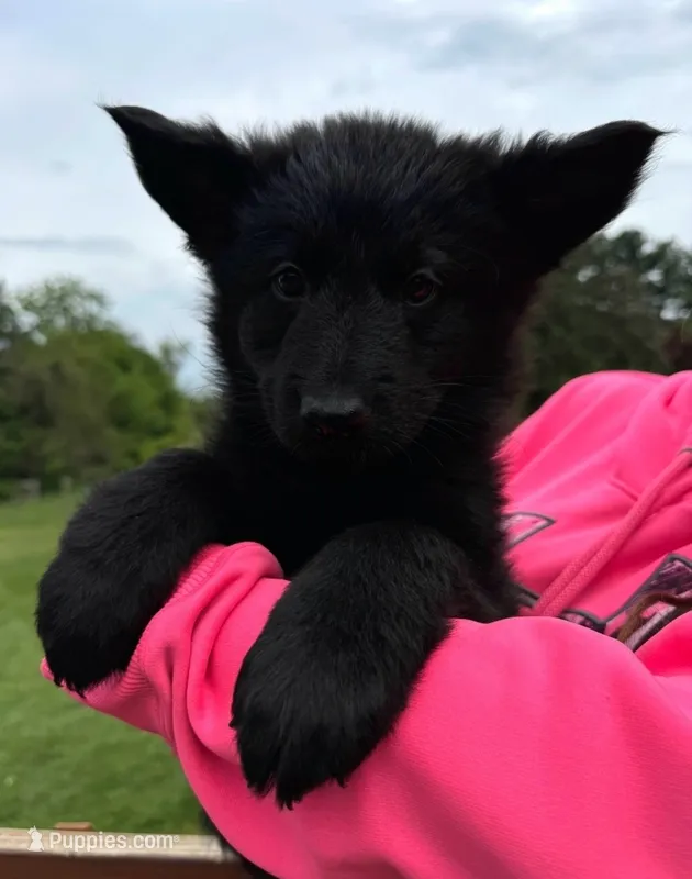 DDR/CZECH Female  – German Shepherd Dog puppy for sale in Westminster, MD