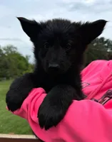 DDR/CZECH Female , a female German Shepherd Dog for sale in Westminster, MD – 1 of 3