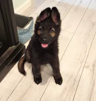 Black sable plush coat, a female German Shepherd Dog for sale in Westminster, MD – 1 of 4
