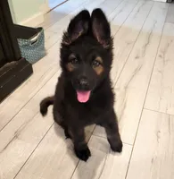 Black sable plush coat, a female German Shepherd Dog for sale in Westminster, MD – 2 of 4