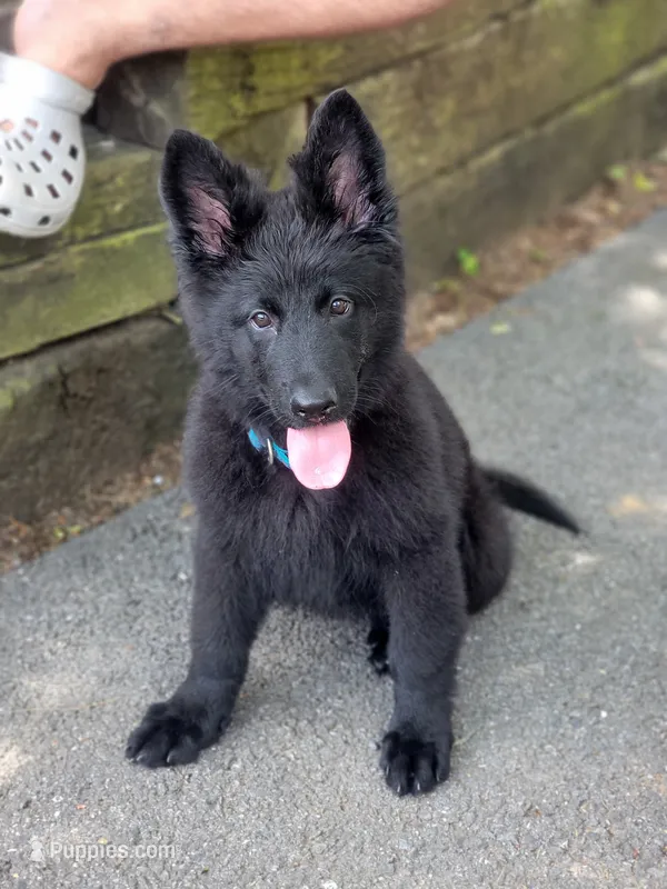 DDR/CZECH Female  – German Shepherd Dog puppy for sale in Westminster, MD