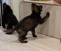 Black sable plush coat, a female German Shepherd Dog for sale in Westminster, MD – 4 of 4