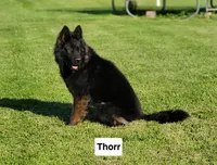 DDR/CZECH Female , a female German Shepherd Dog for sale in Westminster, MD – 3 of 3