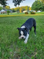 Bella, a female Boston Terrier for sale in Battle Creek, MI – 2 of 3