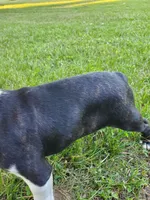Bella, a female Boston Terrier for sale in Battle Creek, MI – 3 of 3