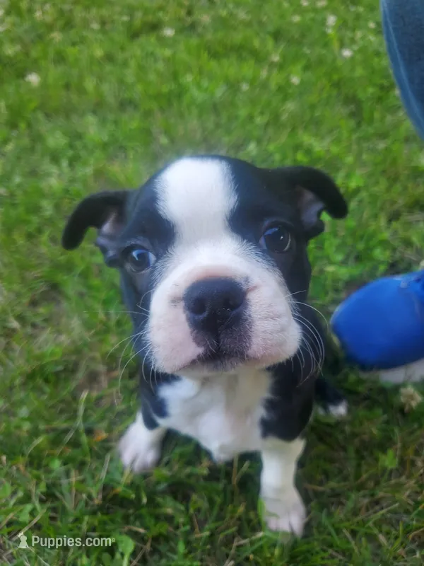 Bella – Boston Terrier puppy for sale in Battle Creek, MI