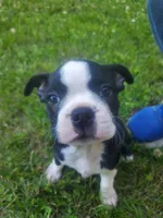Bella, a female Boston Terrier for sale in Battle Creek, MI – 1 of 3