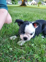 Zoey, a female Boston Terrier for sale in Battle Creek, MI – 2 of 3