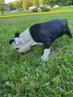 Zoey, a female Boston Terrier for sale in Battle Creek, MI – 3 of 3