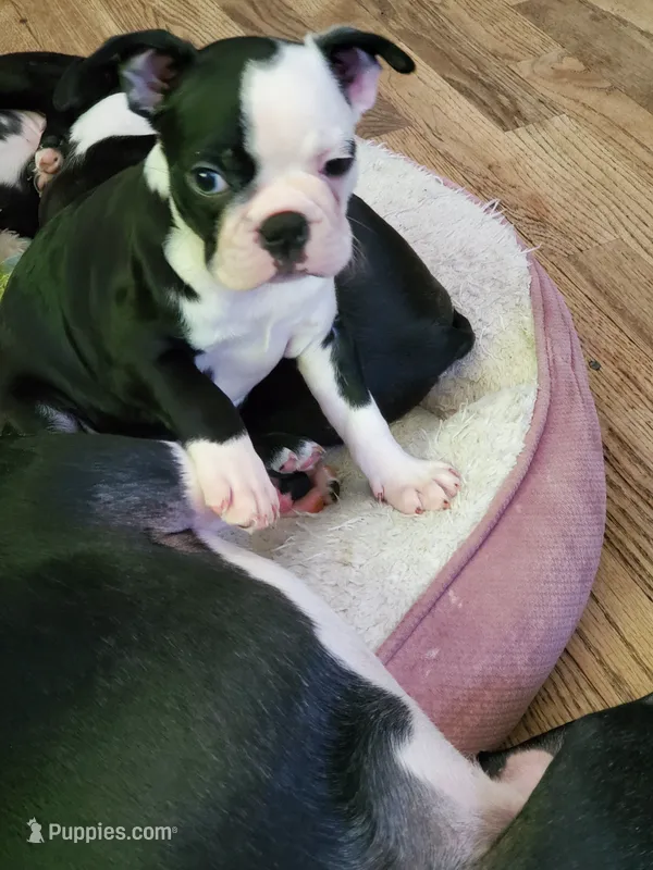 Zoey – Boston Terrier puppy for sale in Battle Creek, MI