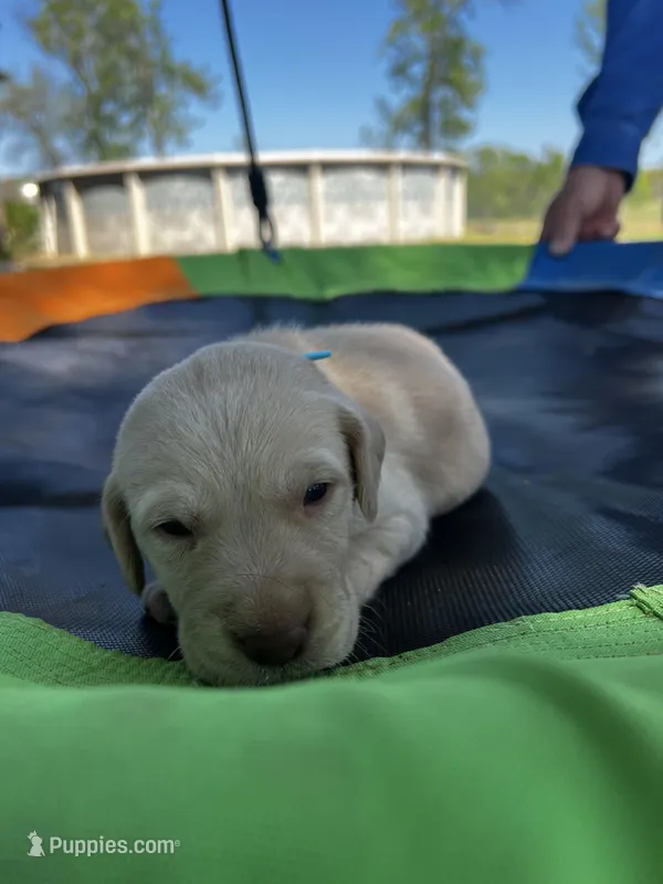 Dash - Light blue collar – Labrador Retriever puppy for sale in Tyler, TX