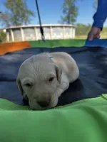 Dash - Light blue collar, a male Labrador Retriever for sale in Tyler, TX – Photo 1 of 6