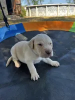Dash - Light blue collar, a male Labrador Retriever for sale in Tyler, TX – Photo 5 of 6