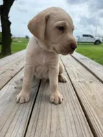 Dash - Light blue collar, a male Labrador Retriever for sale in Tyler, TX – 7 of 9