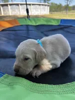 Dash - Light blue collar, a male Labrador Retriever for sale in Tyler, TX – Photo 2 of 6