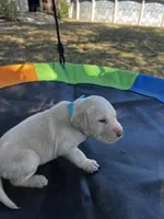 Dash - Light blue collar, a male Labrador Retriever for sale in Tyler, TX – Photo 4 of 6
