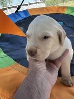 Dash - Light blue collar, a male Labrador Retriever for sale in Tyler, TX – Photo 3 of 6