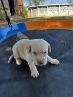 Dash - Light blue collar, a male Labrador Retriever for sale in Tyler, TX – Photo 6 of 6