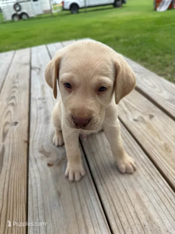 Dash - Light blue collar – Labrador Retriever puppy for sale in Tyler, TX