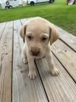 Dash - Light blue collar, a male Labrador Retriever for sale in Tyler, TX – 6 of 9