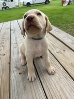Dash - Light blue collar, a male Labrador Retriever for sale in Tyler, TX – 9 of 9
