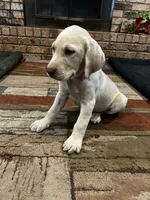 Dash - Light blue collar, a male Labrador Retriever for sale in Tyler, TX – 2 of 9