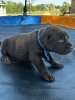 Titan - blue collar, a male Labrador Retriever for sale in Tyler, TX – Photo 4 of 8