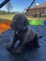 Titan - blue collar, a male Labrador Retriever for sale in Tyler, TX – Photo 5 of 8
