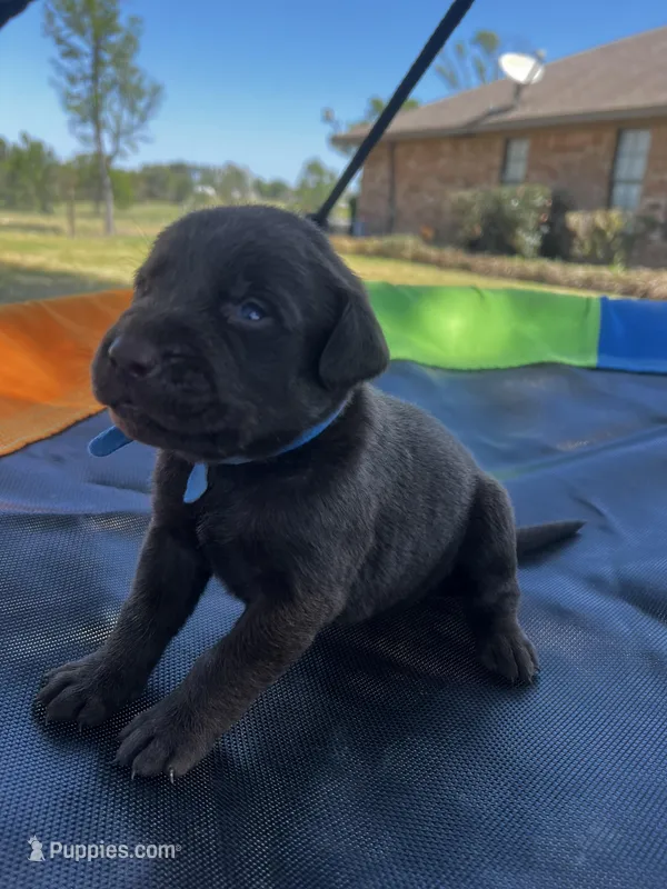 Titan - blue collar – Labrador Retriever puppy for sale in Tyler, TX