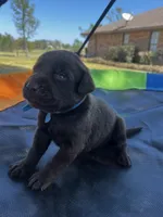 Titan - blue collar, a male Labrador Retriever for sale in Tyler, TX – Photo 1 of 8