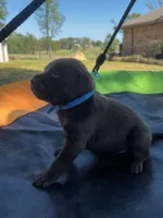 Titan - blue collar, a male Labrador Retriever for sale in Tyler, TX – Photo 6 of 8