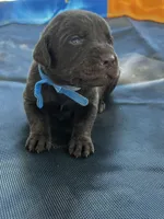 Titan - blue collar, a male Labrador Retriever for sale in Tyler, TX – Photo 8 of 8