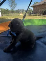 Titan - blue collar, a male Labrador Retriever for sale in Tyler, TX – Photo 3 of 8