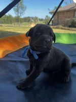 Titan - blue collar, a male Labrador Retriever for sale in Tyler, TX – Photo 7 of 8