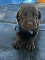 Titan - blue collar, a male Labrador Retriever for sale in Tyler, TX – Photo 2 of 8